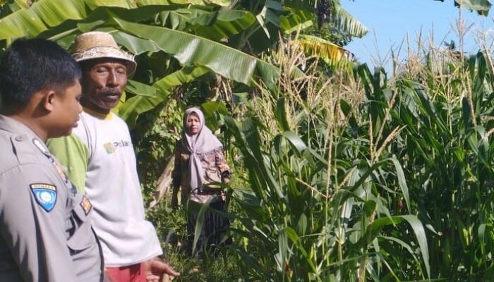Pemantauan Jagung di Pengdongan Indah Dukung Ketahanan Pangan Desa