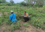 Bhabinkamtibmas Rhee Loka Sambang Desa, Apresiasi Budidaya Sayuran Warga demi Ketahanan Pangan