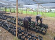 Bhabinkamtibmas Desa Air Suning Dampingi Warga Kelola Pekarangan Pangan Bergizi