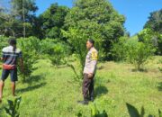 Demi Ketahanan Pangan, Bhabinkamtibmas Luk Gagas Pemanfaatan Lahan Kosong