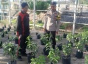 Dukung Program Asta Cita, Bhabinkamtibmas Desa Goa Dampingi Ketahanan Pangan Masyarakat Lewat Pekarangan Bergizi