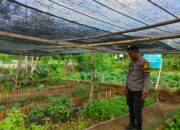 Bhabinkamtibmas Desa Bangkat Monteh Dampingi Warga Tanam Pekarangan Bergizi Dukung Program Swasembada Pangan