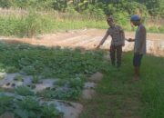 Bhabinkamtibmas Desa Belo Dampingi Warga Tanam Sayuran Dukung Swasembada Pangan