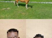 Dua Orang Pria Pelaku Pencurian Seekor Sapi Berhasil Diamankan oleh Personel Polsek Lunyuk