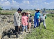 Polri Aktif di Ladang: Ketahanan Pangan Dimulai dari Desa Montong Are