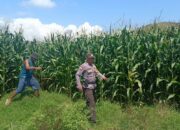 Bhabinkamtibmas Desa Tarusa Tinjau Lahan Jagung Warga, Ajak Masyarakat Dukung Ketahanan Pangan