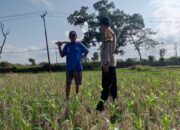 Dusun Sedayu Tunjukkan Keteladanan dalam Program Ketahanan Pangan Skala Rumah Tangga