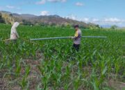 Bhabinkamtibmas Desa Ta’a Laksanakan Pemantauan Lahan Pertanian Warga, Dukung Program Ketahanan Pangan