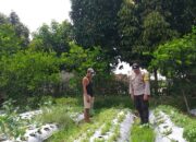 Pemanfaatan Lahan Pekarangan di Desa Jagaraga Jadi Fokus Polsek Kuripan