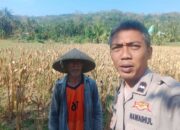 Bhabinkamtibmas Eyat Mayang Dukung Petani Jagung untuk Ketahanan Pangan di Lembar