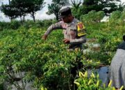 Bhabinkamtibmas Kuripan Utara Dampingi Panen Cabai, Jaga Kamtibmas dan Ekonomi Lokal