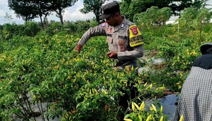 Bhabinkamtibmas Kuripan Utara Dampingi Panen Cabai, Jaga Kamtibmas dan Ekonomi Lokal