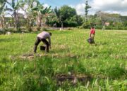 Dukung Ketahanan Pangan, Bhabinkamtibmas Kuripan Ajak Warga Manfaatkan Lahan Produktif