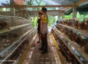 Kemitraan Strategis, Bhabinkamtibmas Kuripan dan Peternak Berkolaborasi Wujudkan Ketahanan Pangan