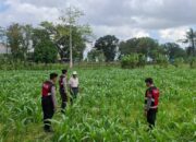 Bhabinkamtibmas Batu Putih Dampingi Petani Panen Jagung di Sekotong