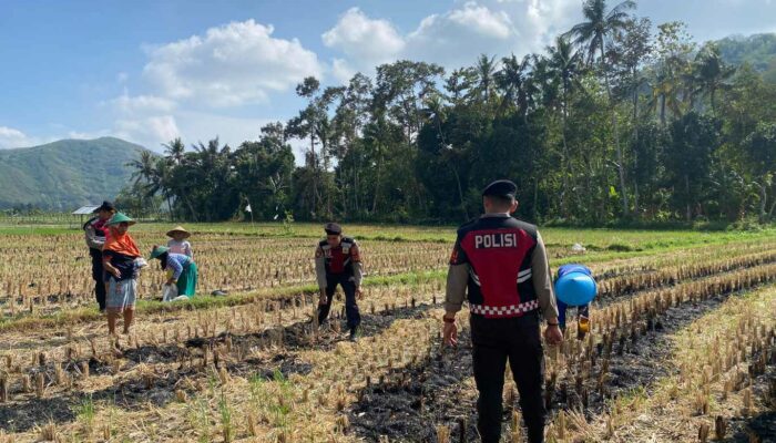 Sat Samapta Polres Lombok Barat Dukung Petani Jagung Desa Kebon Ayu