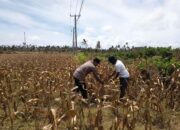 Peran Polri dalam Ketahanan Pangan: Bhabinkamtibmas Sambangi Petani Kedaro