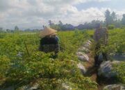 Polri Hadir di Ladang: Panen Cabai di Dusun Pelulan Jadi Simbol Ketahanan