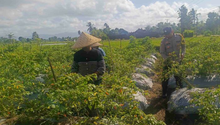 Polri Hadir di Ladang: Panen Cabai di Dusun Pelulan Jadi Simbol Ketahanan