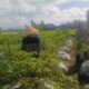 Polri Dampingi Petani Panen Cabai di Kuripan Utara, Dukung Ketahanan Pangan Lokal