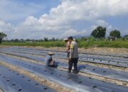 Polsek Kediri Dorong Warga Montong Are Tanam Cabai untuk Ketahanan Pangan