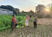 Polri dan Petani Bersinergi Jaga Pangan Nasional di Kuripan Lombok Barat