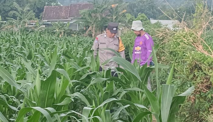 Polsek Lembar Dukung Ketahanan Pangan Lewat Pendampingan Petani di Desa Babussalam