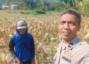 Bhabinkamtibmas Eyat Mayang Dampingi Petani Jagung untuk Perkuat Ketahanan Pangan