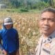 Sinergi Polri dan Petani Jagung Eyat Mayang Perkuat Ketahanan Pangan Nasional