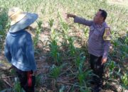 Bhabinkamtibmas Desa Bagik Polak Barat Dorong Petani Manfaatkan Lahan Kosong