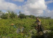 Bhabinkamtibmas Kuripan Utara Dorong Ketahanan Pangan dari Pekarangan Warga