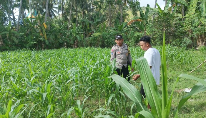 Sinergi Polri dan Petani di Sekotong: Kunci Ketahanan Pangan dari Desa
