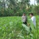 Polri di Tengah Petani Jagung: DDS Bangun Ketahanan Pangan Sekotong