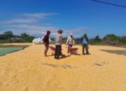 Bhabinkamtibmas Desa Talonang Baru Dampingi Panen dan Penjemuran Jagung Tahap II, Wujudkan Kehadiran Polri di Tengah Warga