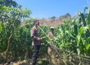 Menyukseskan Program Ketahanan Pangan Nasional, Bhabinkamtibmas Polsek Soromandi Pantau Tanaman Jagung Warga Binaan