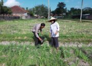 Bhabinkamtibmas Kuripan Dorong Warga Manfaatkan Pekarangan untuk Ketahanan Pangan
