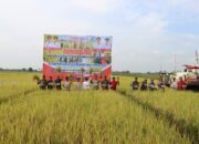 Kapolda Kalteng dan Gubernur Panen Raya Padi di Kapuas, Wujud Dukungan terhadap Ketahanan Pangan
