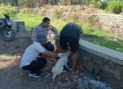Bhabinkamtibmas Polres Bima Kota Dampingi Tim Vaksinasi Anjing Rabies di Kelurahan Kendo