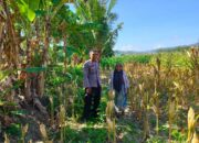 Kemitraan Strategis, Bhabinkamtibmas Lembar Dukung Petani Wujudkan Ketahanan Pangan