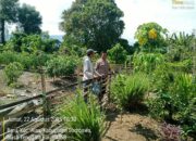 Polres Sumbawa Dukung Ketahanan Pangan, Personel Polsek Alas Sambangi Lahan Pertanian