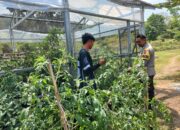 BHABINKAMTIBMAS TONGO DAMPINGI WARGA KELOLA LAHAN PEKARANGAN UNTUK PANGAN BERGIZI