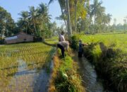Bhabinkamtibmas Desa Jelantik Ajak Warga Gotong Royong Saluran Irigasi dan Jaga Kamtibmas