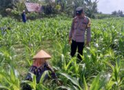 Kolaborasi Polisi dan Petani di Dusun Due Pelet, Wujudkan Kemandirian Pangan Lokal
