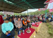 Lomba Barapan Kerbau Meriahkan HUT RI ke-80 di Desa Sekongkang Atas