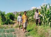Bhabinkamtibmas Desa Mumbu Dampingi Petani Jagung Dukung Ketahanan Pangan Nasional