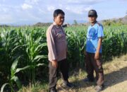 BKTM Desa Mbawi Laksanakan Pemantauan Lahan Jagung Milik Warga Binaan