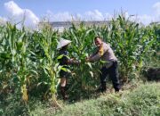 Ketahanan Pangan di Labuapi: Polisi Ajak Warga Manfaatkan Lahan Kosong