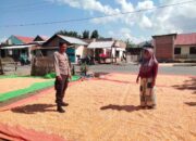 Bhabinkamtibmas Cempi Jaya Pantau Hasil Panen Warga, Dorong Semangat Ketahanan Pangan