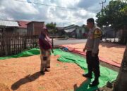 Bhabinkamtibmas Cempi Jaya Pantau Hasil Panen Warga, Dorong Semangat Ketahanan Pangan