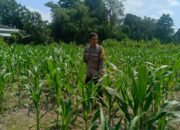 Polsek Labuapi Dorong Warga Desa Perampuan Tanam Jagung untuk Ketahanan Pangan